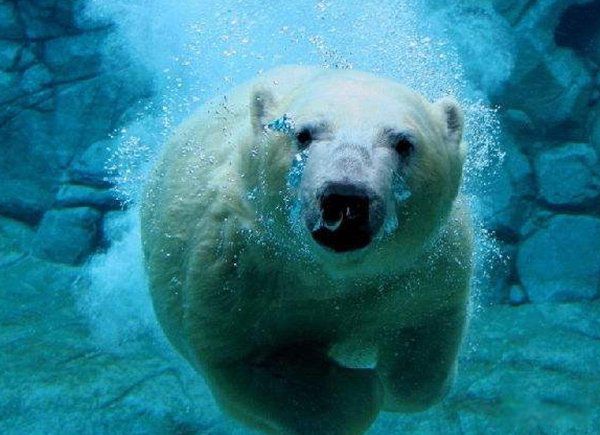 �����������仯���� �����ܽ��������������