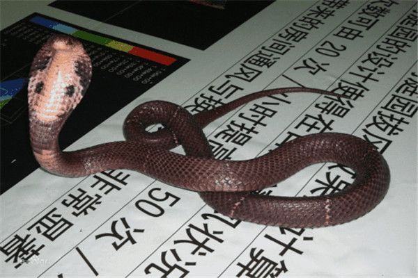 �ϼ����۾����ж�� ��̩���۾��ߺ�����