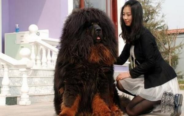 中国第一藏獒比尔有多大多重 比尔可能已经死了