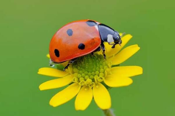 ����ư������滹�Ǻ��� ����ư��������Ƕ೤ʱ��