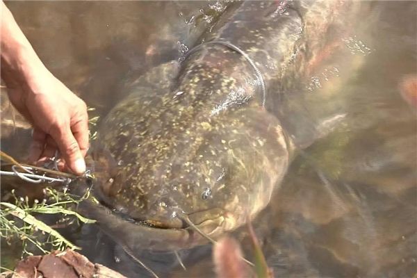 ����ѷ�����ж����� ����ѷ���㳤ʲô�������̵�����