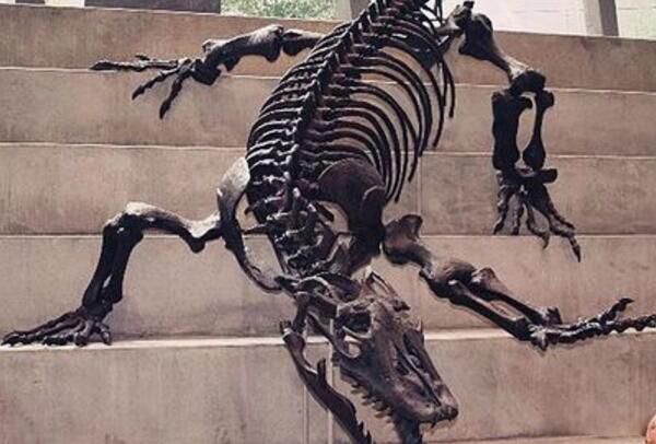 澳洲魔龙事件是真是假 最大的蜥蜴澳洲魔龙现身