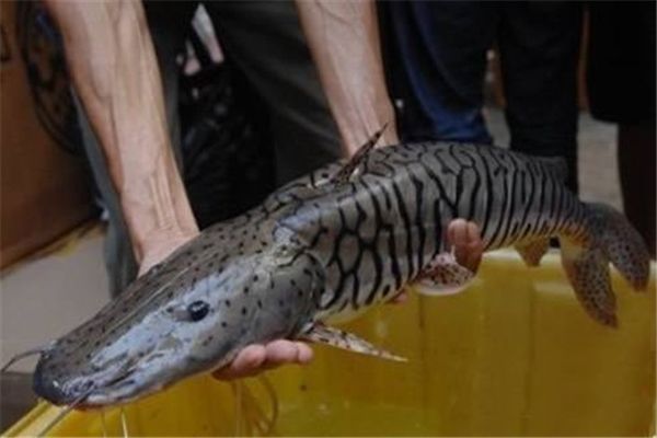 ����ѷ�����ж����� ����ѷ���㳤ʲô�������̵�����