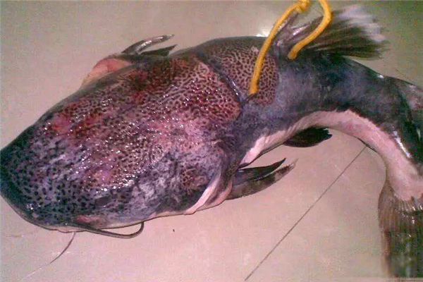 ����ѷ�����ж����� ����ѷ���㳤ʲô�������̵�����