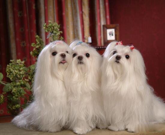 ������Ĺ�Ʒ������ǰʮ �����ƽ��������20������