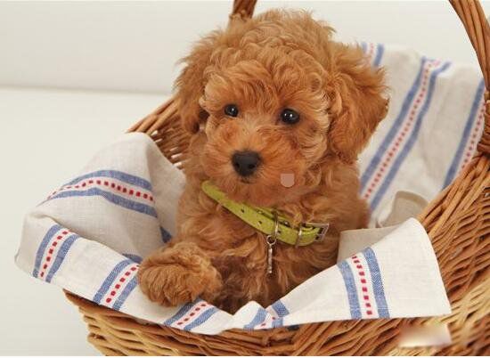 ������Ĺ�Ʒ������ǰʮ �����ƽ��������20������