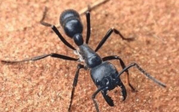 �������������϶�� ��ţ����һ�ֹ��ϵ�����Ʒ��