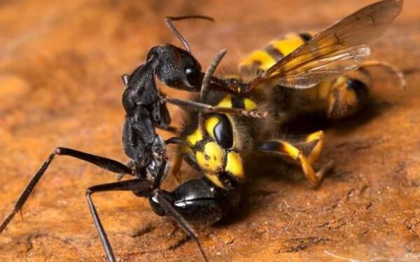 �������������϶�� ��ţ����һ�ֹ��ϵ�����Ʒ��