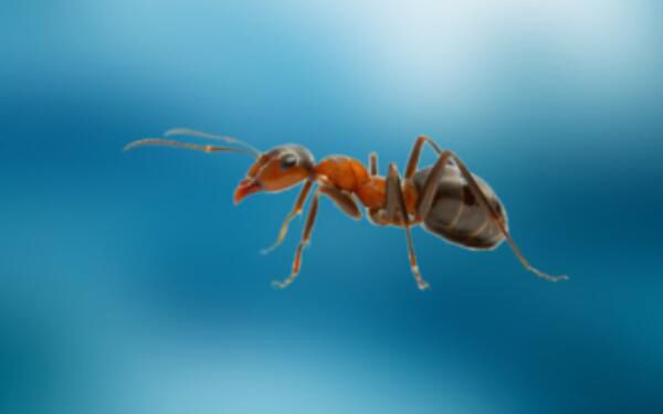 �������������϶�� ��ţ����һ�ֹ��ϵ�����Ʒ��