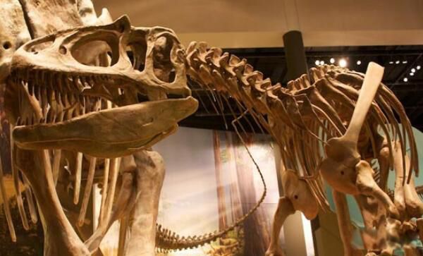 ʳ��������Ҫ�ֲ������� ʳ�����ʳ�������ж೤