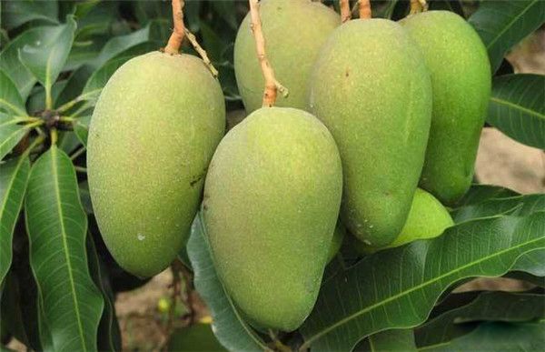 â���Ͷ�����һ������Ż���� â�����ܺ�ʲôһ���