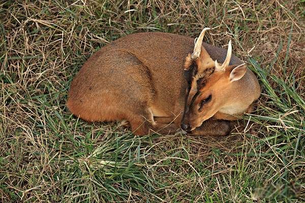 ����ļ򵥽��� �����Ǽ�����������