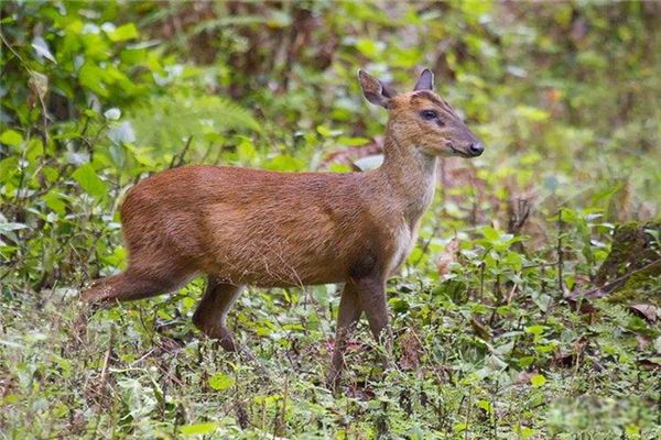 ����ļ򵥽��� �����Ǽ�����������