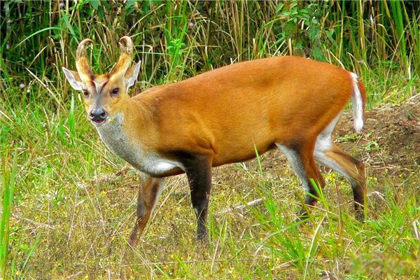 ����ļ򵥽��� �����Ǽ�����������