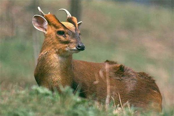 ����ļ򵥽��� �����Ǽ�����������