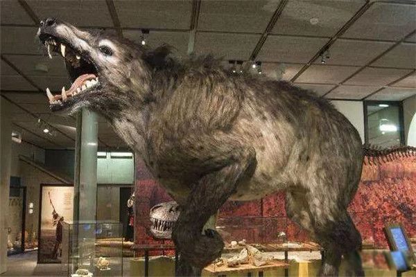 驴头狼是什么动物图片 驴头狼现身神农架真的存在吗