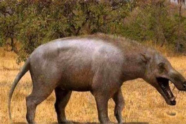 驴头狼是什么动物图片 驴头狼现身神农架真的存在吗