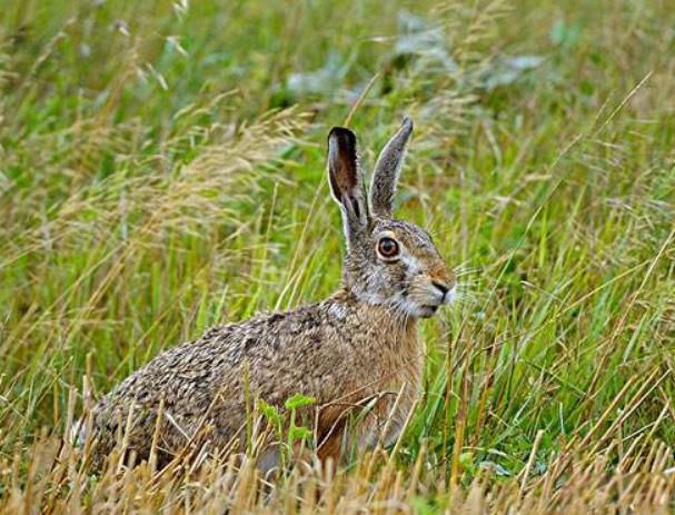 ŷ��Ұ�����������ܵ��������� ŷ��Ұ�õ��ٶ��Ƕ���