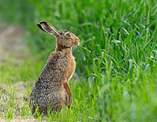 ŷ��Ұ�����������ܵ��������� ŷ��Ұ�õ��ٶ��Ƕ���