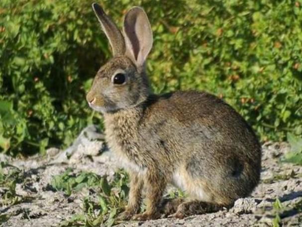 ŷ��Ұ�����������ܵ��������� ŷ��Ұ�õ��ٶ��Ƕ���