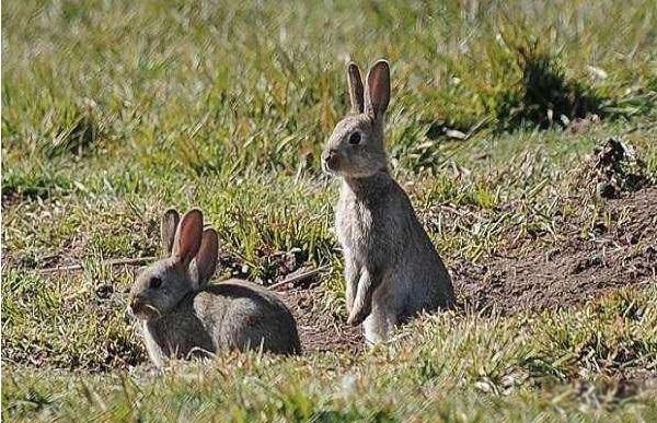 ŷ��Ұ�����������ܵ��������� ŷ��Ұ�õ��ٶ��Ƕ���