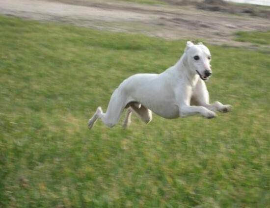 ������Ĺ�Ʒ������ǰʮ �����ƽ��������20������