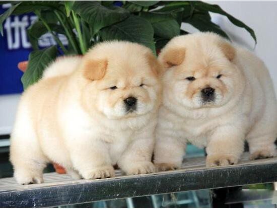 ������Ĺ�Ʒ������ǰʮ �����ƽ��������20������