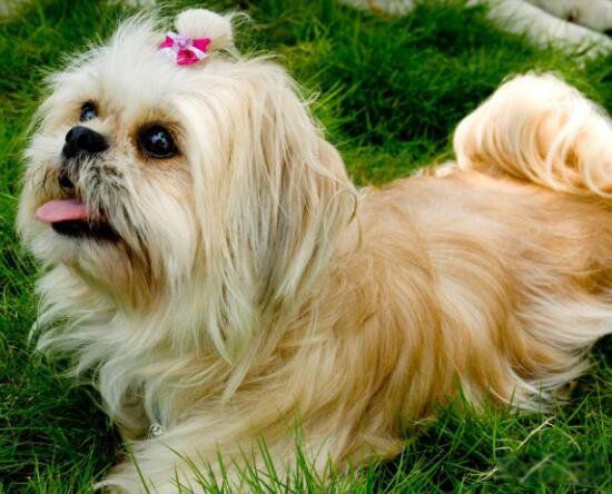 ������Ĺ�Ʒ������ǰʮ �����ƽ��������20������