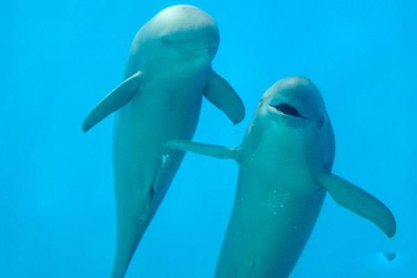 ��������1012ͷ������ խ����������ʲô��Ŀ