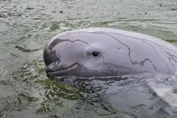 ��������1012ͷ������ խ����������ʲô��Ŀ