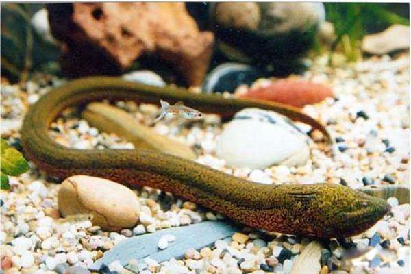 黄鳝变性的原因 黄鳝为什么会性逆转是什么现象