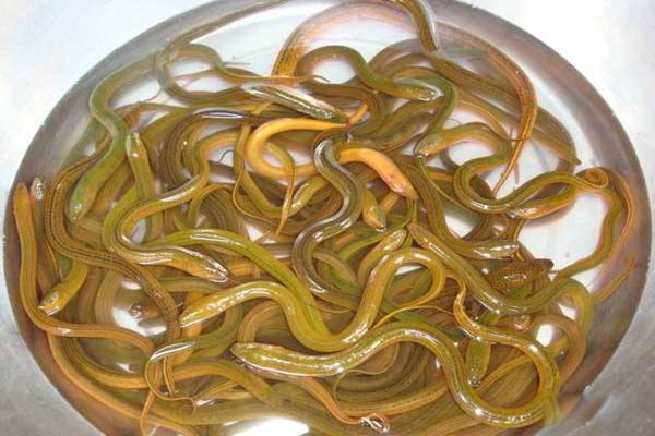 黄鳝变性的原因 黄鳝为什么会性逆转是什么现象