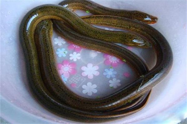 黄鳝变性的原因 黄鳝为什么会性逆转是什么现象