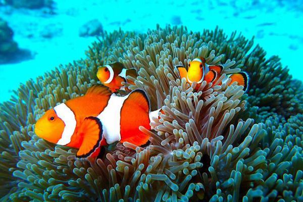 黄鳝变性的原因 黄鳝为什么会性逆转是什么现象