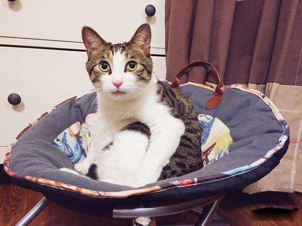 �л���԰è��Ʒ�ֽ��ܼ�ͼƬ �л���԰è�۸����Ǯһֻ