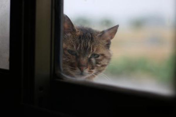 �л���԰è��Ʒ�ֽ��ܼ�ͼƬ �л���԰è�۸����Ǯһֻ