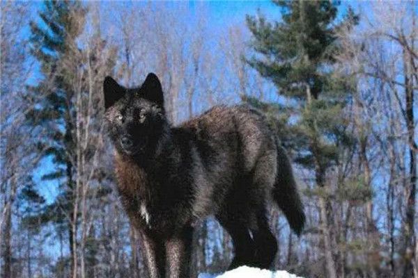 С�ٲ�ɽ������������ С�ٲ�ɽ���������