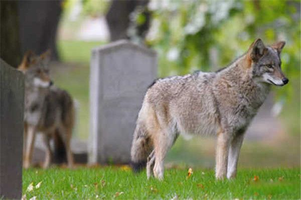 С�ٲ�ɽ������������ С�ٲ�ɽ���������