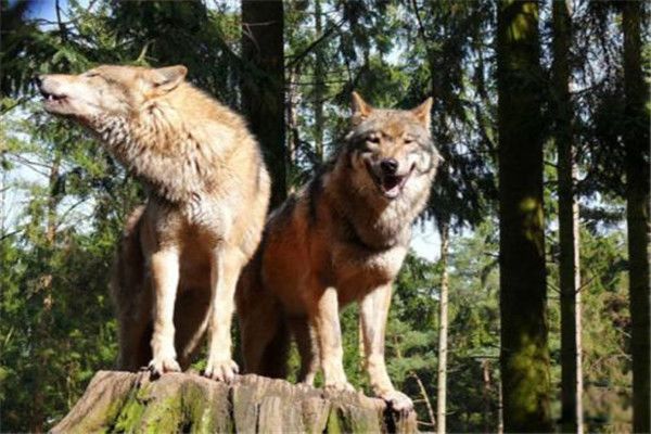 С�ٲ�ɽ������������ С�ٲ�ɽ���������