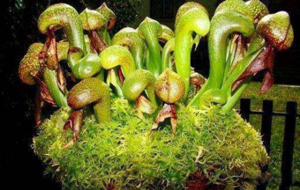 �ֲ�ֲ�����а�ǰ8�� �۾���ƿ�Ӳ��û�����������