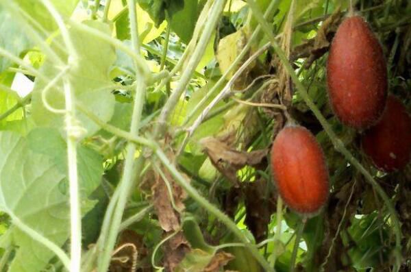 ��������������ʲô���� �����ӵĹ�Ч��ͼƬ