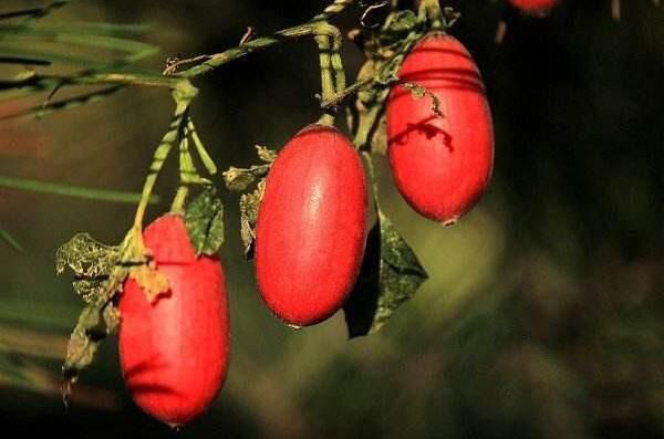 ��������������ʲô���� �����ӵĹ�Ч��ͼƬ