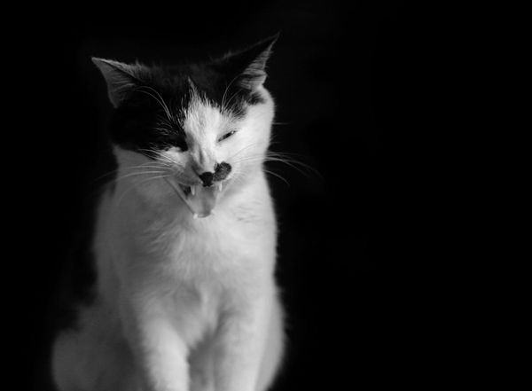 �л���԰è��Ʒ�ֽ��ܼ�ͼƬ �л���԰è�۸����Ǯһֻ