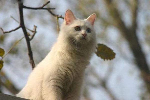 �л���԰è��Ʒ�ֽ��ܼ�ͼƬ �л���԰è�۸����Ǯһֻ