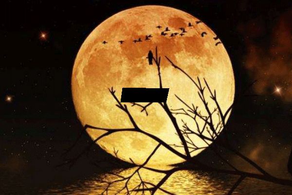 千里共婵娟的婵娟指什么 千里共婵娟表达了什么感情