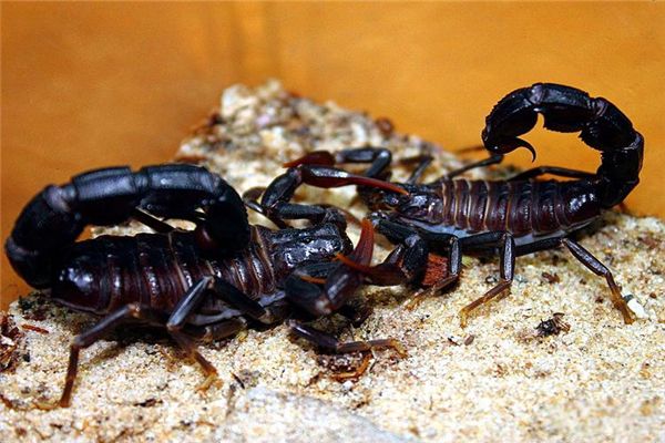 ����Ы��Ʒ����ʲôЫ ����Ы��ʲô����ͼƬ