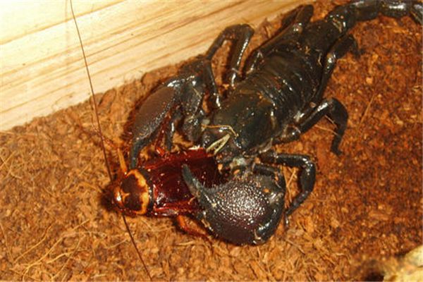 ����Ы��Ʒ����ʲôЫ ����Ы��ʲô����ͼƬ