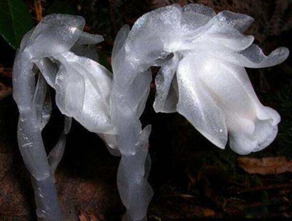 �ֲ�ֲ�����а�ǰ8�� �۾���ƿ�Ӳ��û�����������