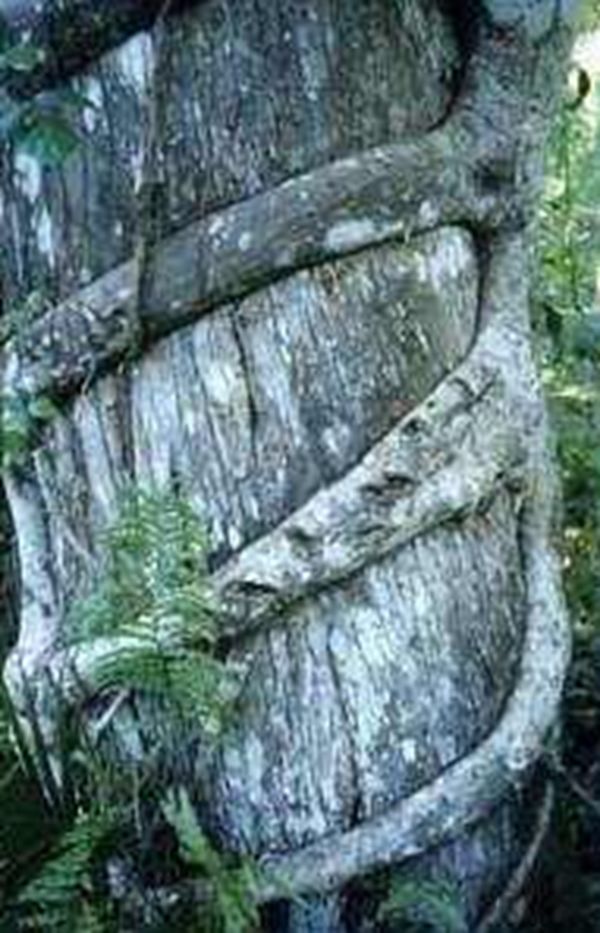 �ֲ�ֲ�����а�ǰ8�� �۾���ƿ�Ӳ��û�����������