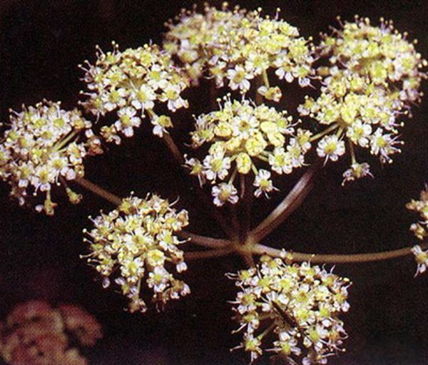 �ֲ�ֲ�����а�ǰ8�� �۾���ƿ�Ӳ��û�����������